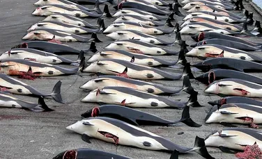 Testele acustice pentru descoperirea zăcămintelor de petrol au ucis 615 delfini?