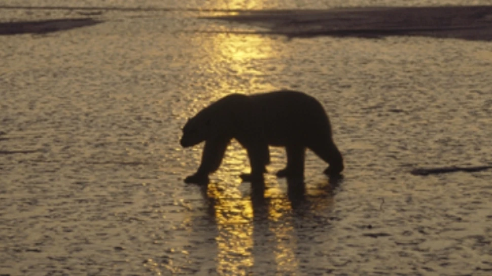 Ursii polari au aparut in Islanda