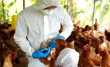 Franța cere vaccinarea împotriva gripei aviare în toată Uniunea Europeană