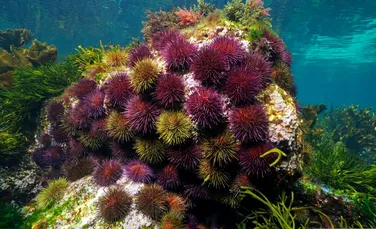 O descoperire șocantă dezvăluie că aricii de mare sunt practic „doar creier”