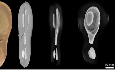 Trei ecosisteme antice de acum 300 de milioane de ani, descoperite lângă un mare oraș american