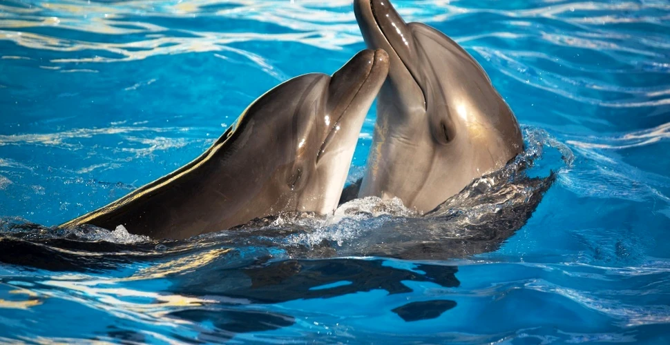Asta da memorie bună! Cum îşi recunosc delfinii prietenii chiar şi după 20 de ani de la ultima întâlnire?