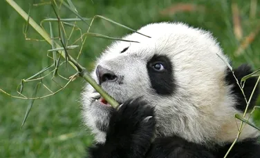 Noua generaţie de biocombustibili, posibilă graţie excrementelor de panda