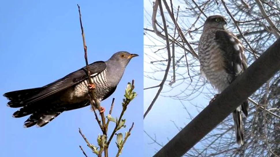 Evoluţia în acţiune: de ce seamănă cucul cu o pasăre de pradă?