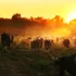 Primii cowboy americani au fost probabil sclavi, arată o nouă analiză