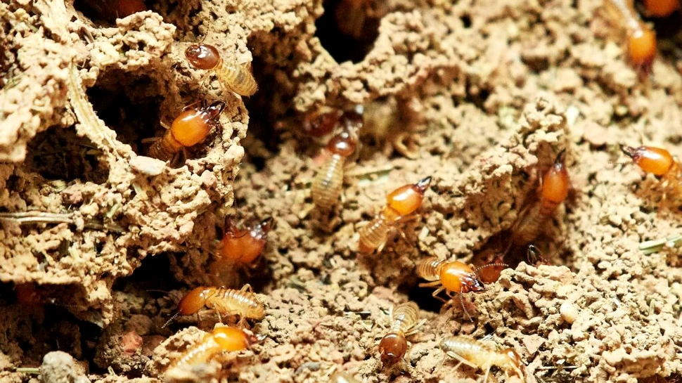 Toate insectele de pe Pământ, mai grele decât toți oamenii și animalele de fermă din lume