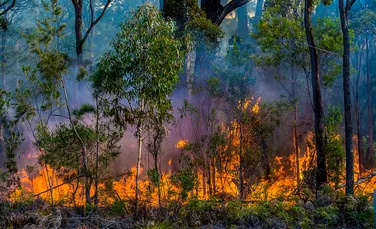 Dramatic! Incendiile din Australia au provocat moartea unui miliard de animale