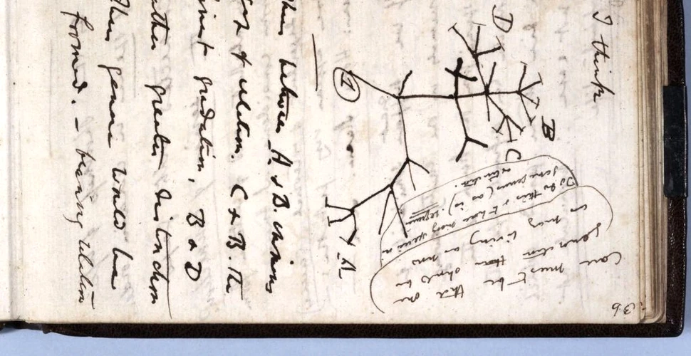 Caietele lui Charles Darwin, furate din Biblioteca Universității Cambridge, au fost în sfârșit returnate