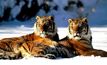 WWF a inaugurat prima rezervatie de tigri din China
