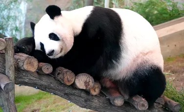 Japonia rămâne fără urși panda pentru prima dată în jumătate de secol
