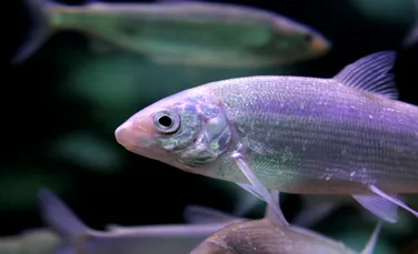 Analizele ADN au arătat că un pește declarat dispărut de fapt trăiește bine-mersi