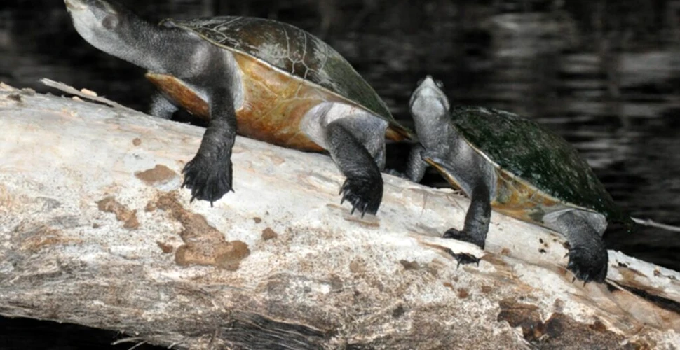 Broaștele țestoase de apă dulce adoră să se bălăcească la lumina Lunii