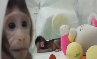 VIDEO. Savanţii au clonat maimuţe utilizând o nouă tehnică, iar oamenii pot fi următorii