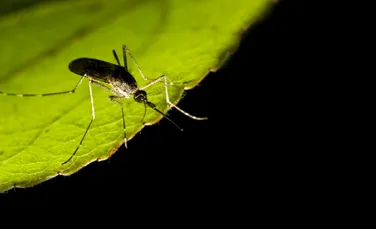 Poluarea luminoasă poate prelungi sezonul țânțarilor