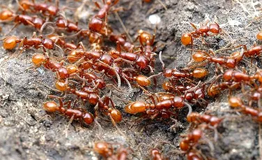 Adevărul despre furnici: până la 60% dintre ele sunt „leneşe” şi nu fac nimic