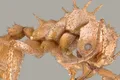 O specie de furnici este echipată cu o „armură biominerală” nemaivăzută până acum la insecte