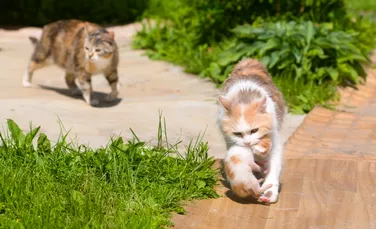 Mitul despre pisici a cărui veridicitate a fost demonstrată ştiinţific