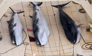 Decizie scandaloasă luată de Japonia. Se reîncepe vânătoarea de balene ”de dragul ştiinţei”.  VIDEO