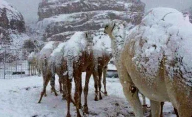 FOTO. Ninsoare în Arabia Saudită: cămilele din deşert, acoperite de zăpadă