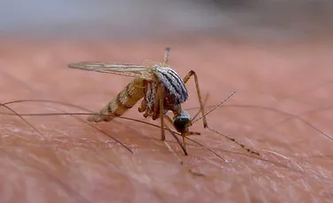 Muşcături de ţânţari – cum să ne ferim de infectarea cu West Nile