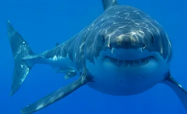 Un dinte al uriaşului rechin Megalodon a fost furat