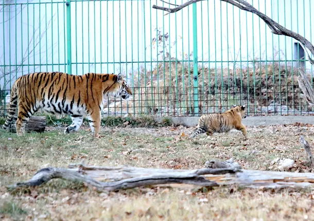 Puiul de tigru născut prematur la Grădina Zoologică din Piteşti 