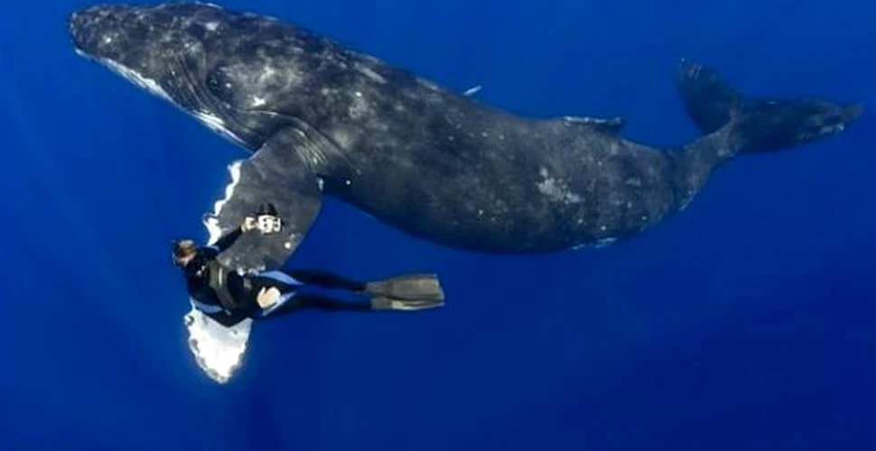 Cu balena la fotograf
