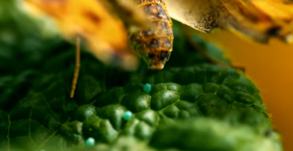 VIDEO Imaginile INCREDIBILE cu momentul în care un fluture depune ouă