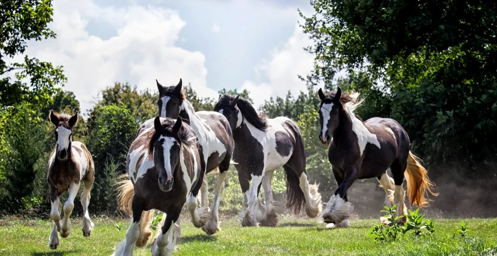De ce este, de fapt, denumită această specie de cai „Calul Țigan” sau „Gypsy Vanner”. Galerie FOTO