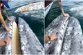 Comportamentul ciudat al balenelor. O balenă gri cere să fie scărpinată de o familie