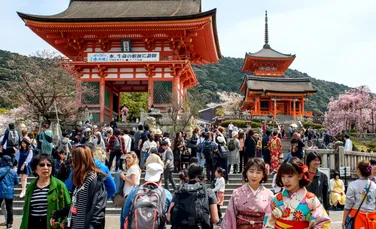 Cireșii japonezi, bulversați de schimbările climatice