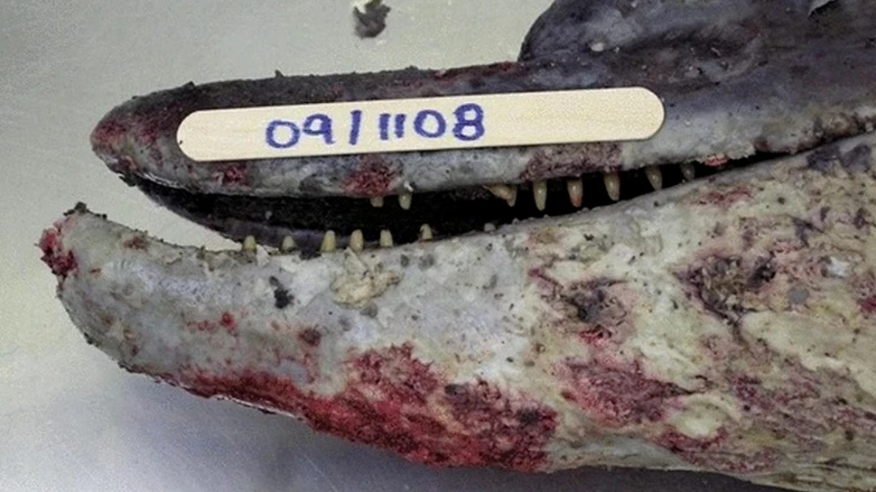 Misterul unei boli de piele care omoară delfinii din lumea întreagă a fost, în sfârșit, elucidat