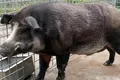 „Super porcii”, pe cale să invadeze Statele Unite