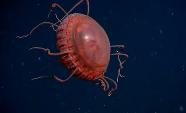 Cea mai mare meduză cu coroană descoperită până acum de cercetători arată ca o farfurie zburătoare