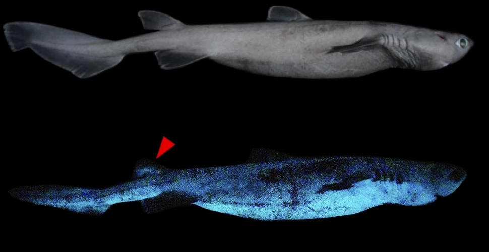 Cercetătorii au descoperit că trei specii de rechin din Noua Zeelandă strălucesc în întuneric