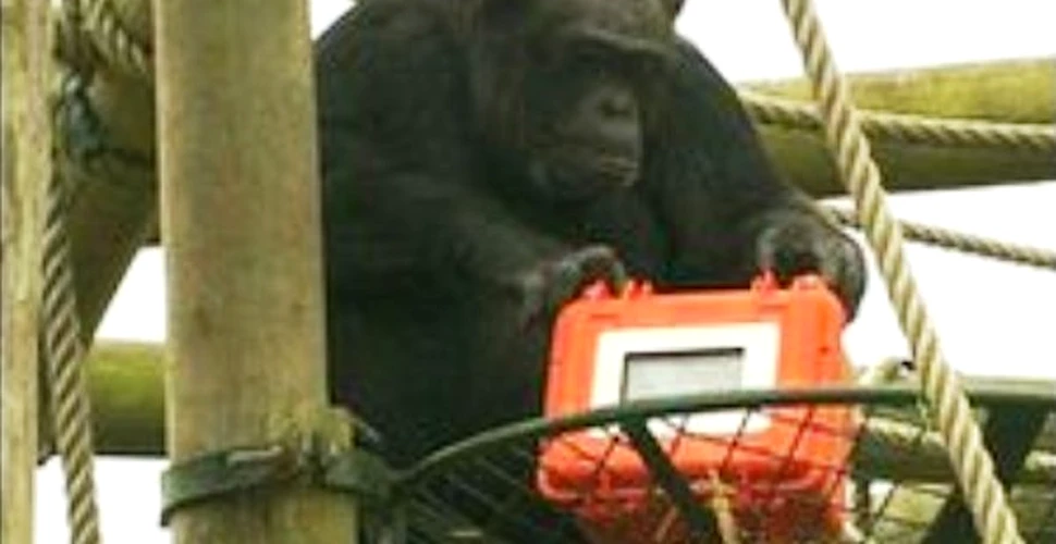 Primul film facut de cimpanzei va fi transmis la televizor
