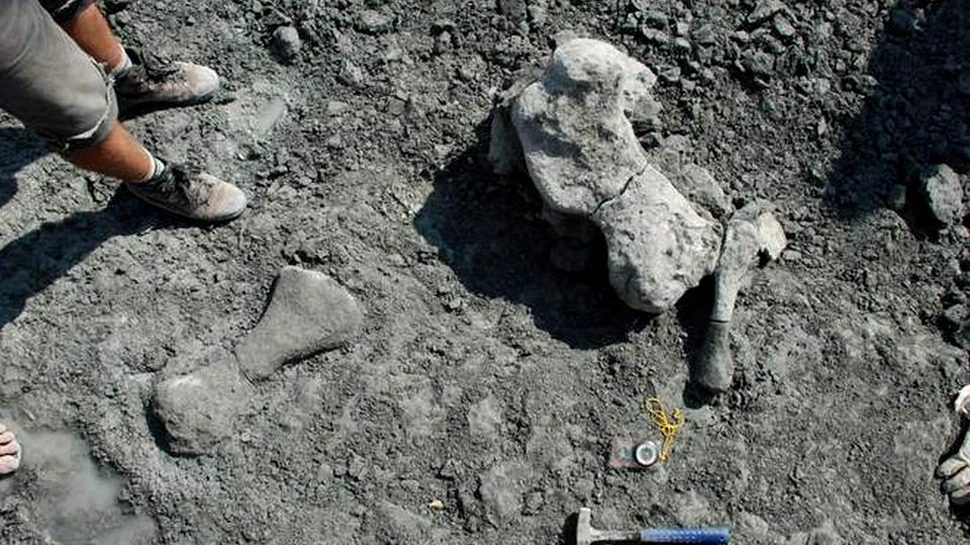 Fosilele unui animal gigantic ce a trăit în aceeaşi perioadă cu dinozaurii au fost descoperite în Polonia