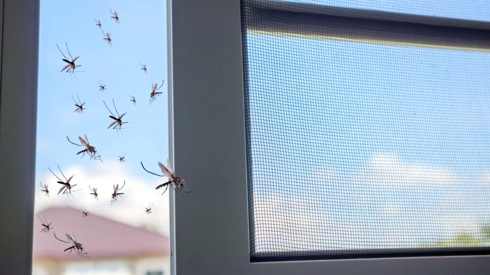 Virusul West Nile a făcut victime și în România. Cum ne putem feri?