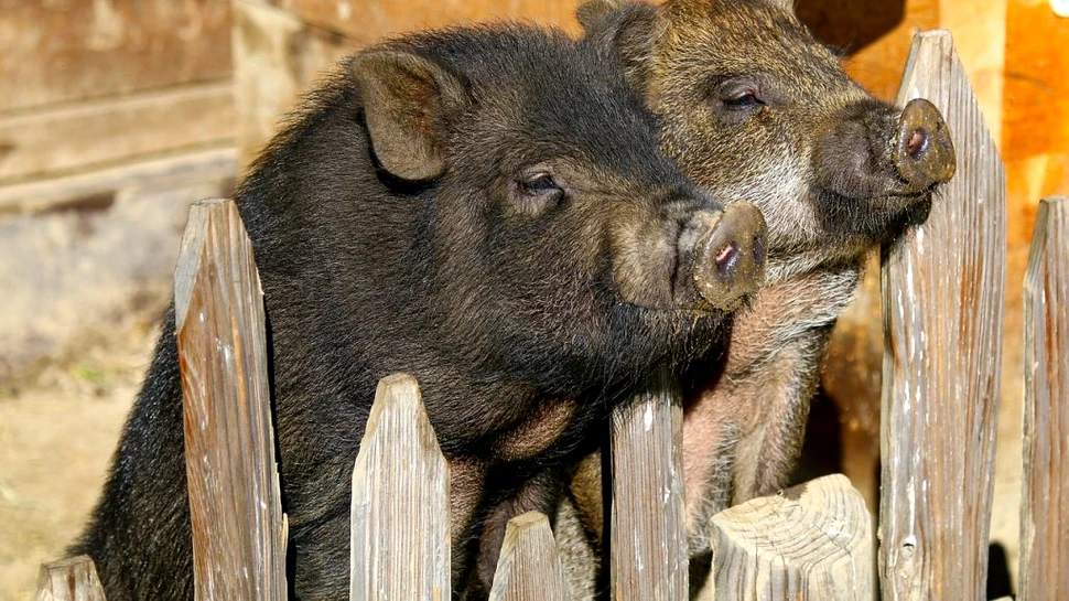 Care este, de fapt, specia de porci cu cea mai sănătoasă carne, slabă în colesterol