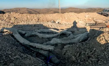 Un copac pietrificat, vechi de 20 de milioane de ani, a fost descoperit pe insula Lesbos