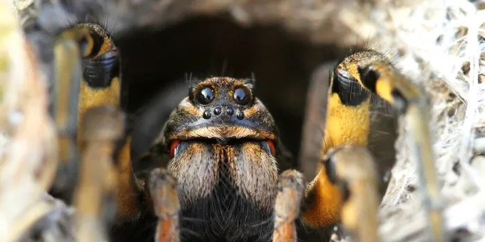 Despre ce vorbesc păianjenii? Cercetătorii cred că am putea afla!