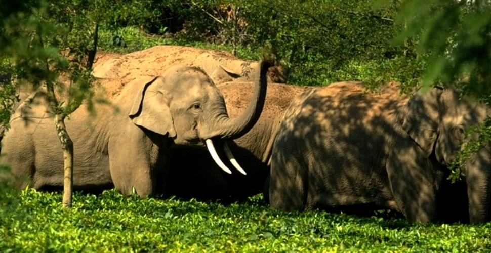 Elefanţii asiatici sunt capabili să dezvolte reţele sociale complexe