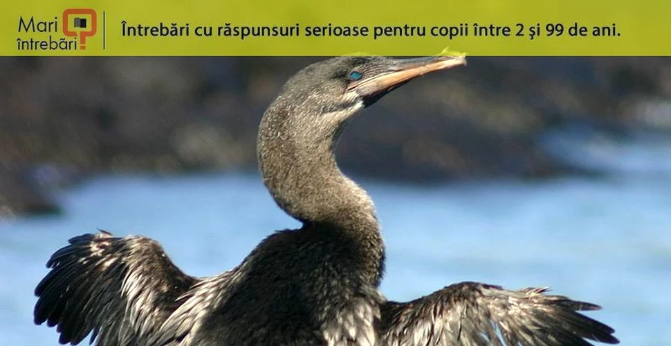 De ce nu poate cormoranul de Galapagos să zboare?