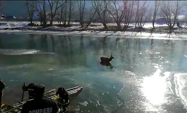 Un cerb blocat în albia râului Bistriţa a fost salvat de pompierii suceveni