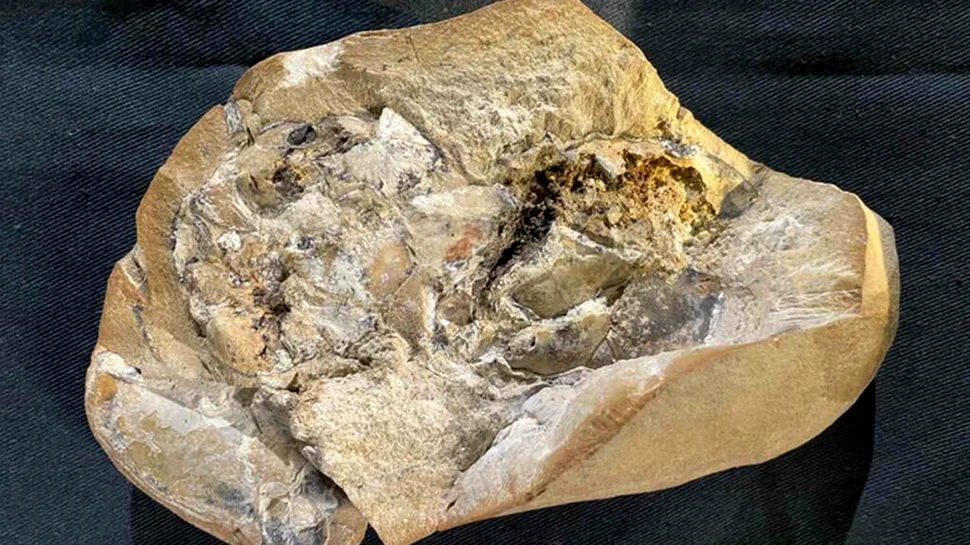 Cercetătorii au descoperit „inima evoluției noastre”. Cât de veche este?