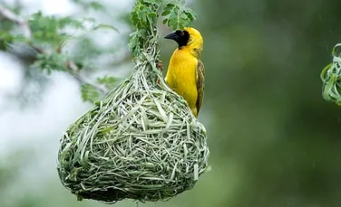 Păsările nu ştiu să construiască cuiburi din instinct, ci învaţă pe parcurs