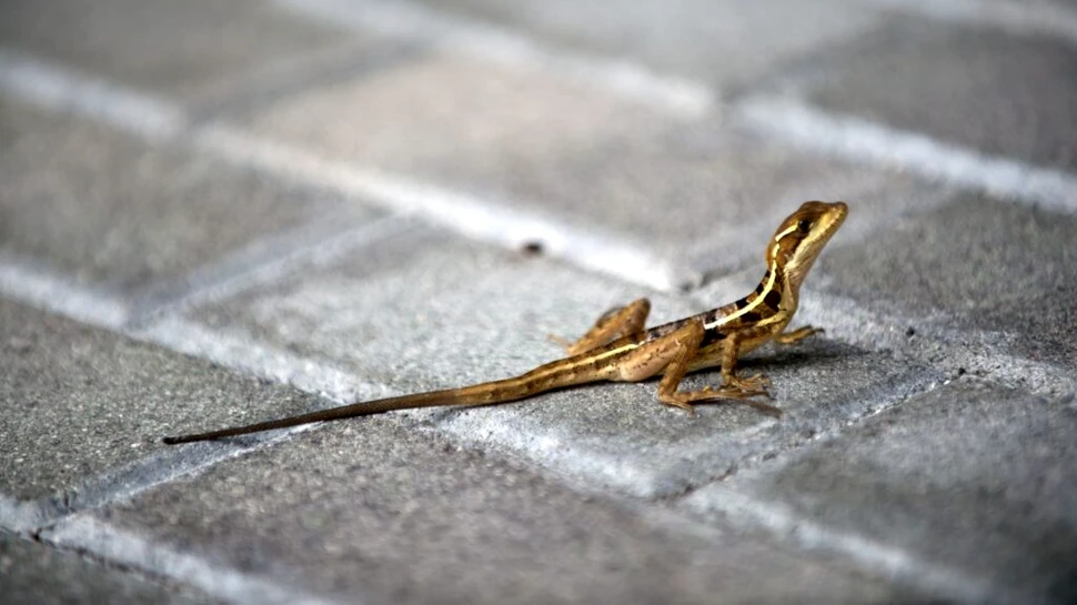 Animalele sălbatice se adaptează la viața urbană în moduri surprinzătoare, dezvăluie oamenii de știință