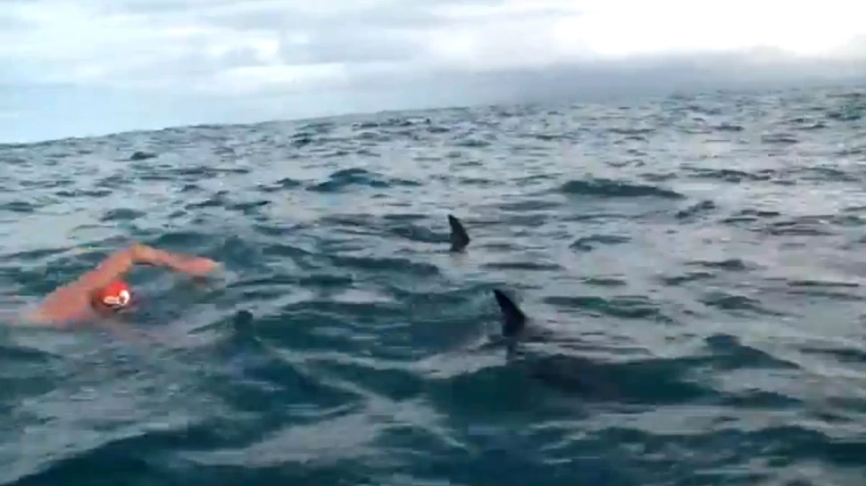 Reacţia impresionantă a unor delfini, când au văzut că înotătorul este urmărit de un rechin (VIDEO)