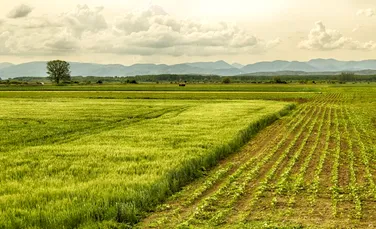 O penurie de fosfor ar putea afecta activitățile agricole din întreaga lume