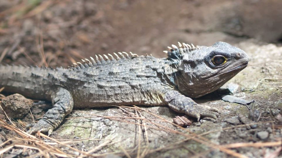 Un grup de specii care nu s-a schimbat aproape deloc în 240 de milioane de ani confirmă principiul darwinian de ”fosilă vie”
